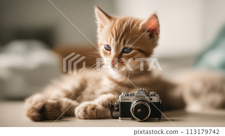 Bengal cat lying on sofa and smiling. 113179742