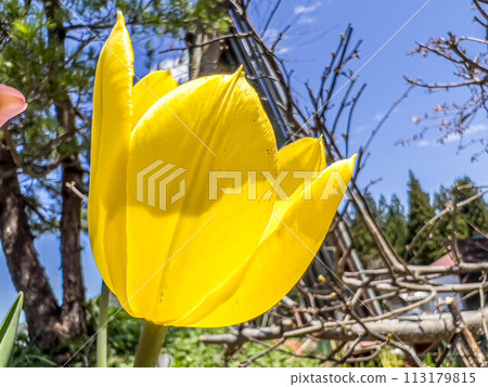 花園裡盛開的黃色鬱金香花 花園裡盛開的黃色鬱金香花 113179815