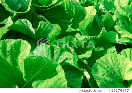 Lush green leaves fill the frame with their vibrant texture, creating a fresh and natural backdrop 113179877