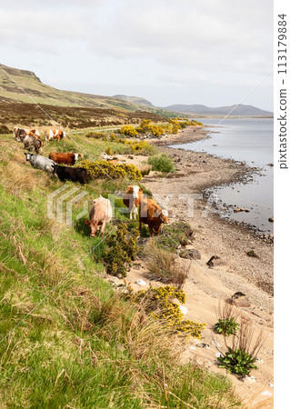 Grazing Scottish cows by a tranquil loch in the heart of Scotland, framed by a vertical composition 113179884