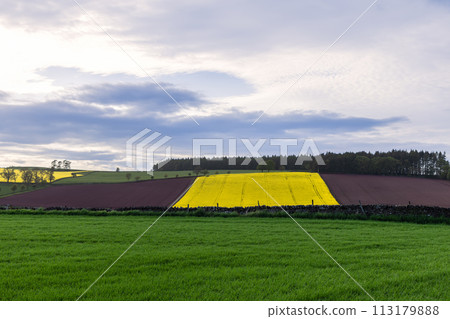 Tapestry of vivid yellow rapeseed, brown and lush green fields, Scotland 113179888