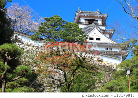 [高知縣] 晴朗的高知城，櫻花盛開 113179913