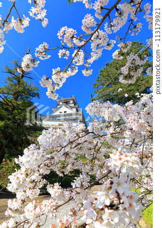 [Kochi Prefecture] Kochi Castle on a clear day and cherry blossoms in full bloom 113179921