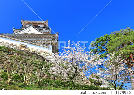 [高知縣] 晴朗的高知城，櫻花盛開 113179930