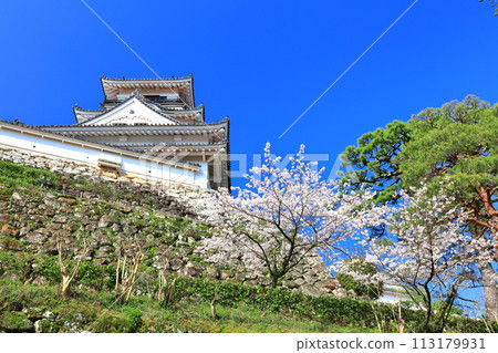 [Kochi Prefecture] Kochi Castle on a clear day and cherry blossoms in full bloom 113179931