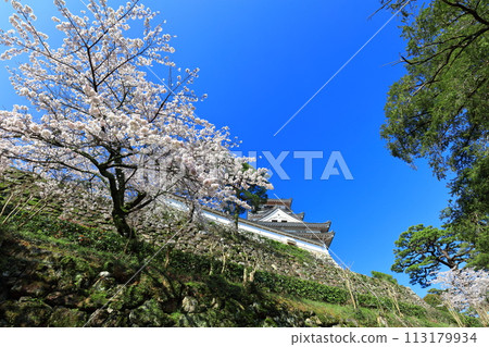 [高知縣] 晴朗的高知城，櫻花盛開 113179934