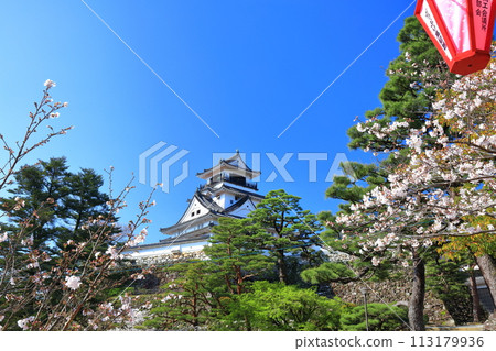 [Kochi Prefecture] Kochi Castle on a clear day and cherry blossoms in full bloom 113179936