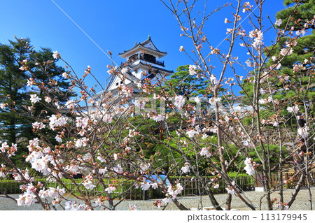 [高知縣] 晴朗的高知城，櫻花盛開 113179945
