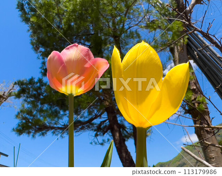 蔚藍的天空、色彩繽紛的鬱金香和春天的色彩 113179986
