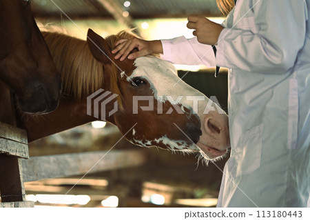 Cropped image of female veterinarian stroking horse in stable. Animal care Cropped image of female veterinarian stroking horse in stable. Animal care 113180443