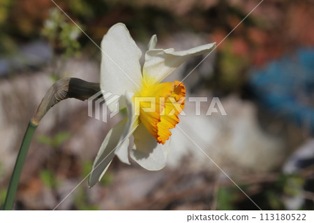 Cupped daffodil flowers with white petals and orange subcorolla blooming in the spring garden 113180522