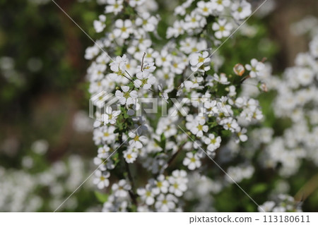 White flowers of Yuki willow blooming in the spring garden 113180611