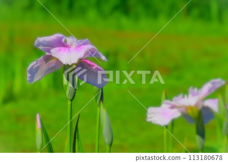 漂亮的粉紅色鳶尾花 漂亮的粉紅色鳶尾花 113180678