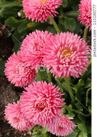 Pink daisy flower vertical photography 113180777
