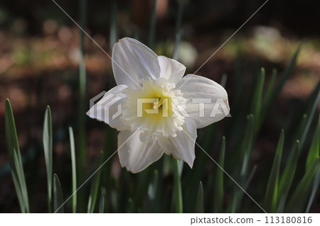 White cupped daffodil flowers blooming in the spring garden White cupped daffodil flowers blooming in the spring garden 113180816