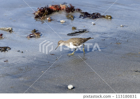 影子你的微笑 113180831