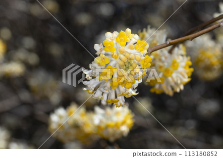 Mitumata花 Mitumata花 113180852