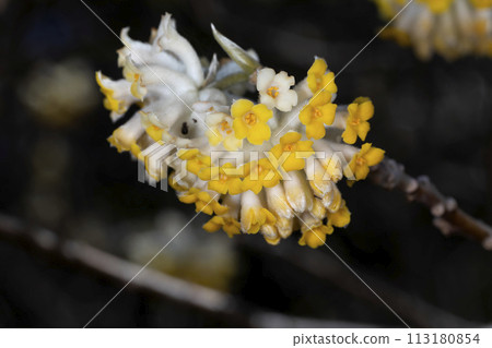 Mitumata花 Mitumata花 113180854