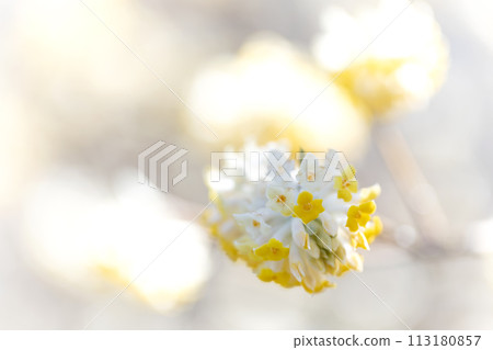 Mitumata花 Mitumata花 113180857
