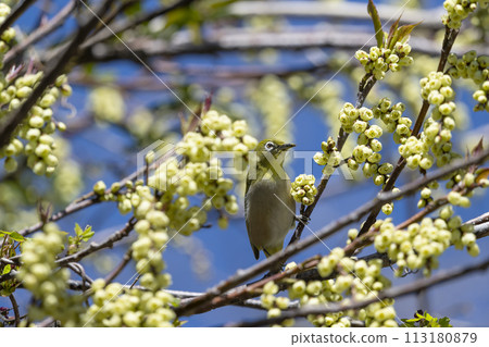 White-eye 113180879
