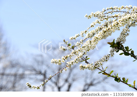 Yukiyanagi（Yukiyanagi） 113180906