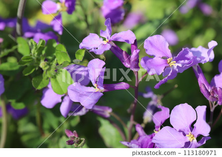 Purple lily of the valley flowers blooming in a spring garden 113180971