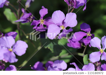 Purple lily of the valley flowers blooming in a spring garden Purple lily of the valley flowers blooming in a spring garden 113180972