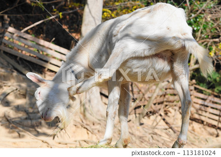 Itchy goat 113181024