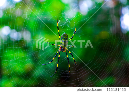 Negro spider with green background 113181433
