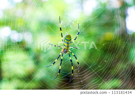 綠色背景的黑人蜘蛛 113181434
