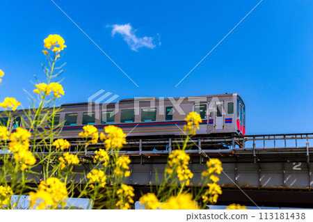 Trains and rape blossoms crossing the iron bridge 113181438
