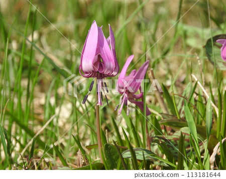 Katakuri flowers 113181644