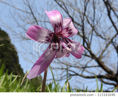 Katakuri flowers 113181646
