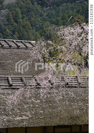 Kanao Imperial Palace, an old folk house surrounded by cherry blossoms Kanao Imperial Palace, an old folk house surrounded by cherry blossoms 113181936