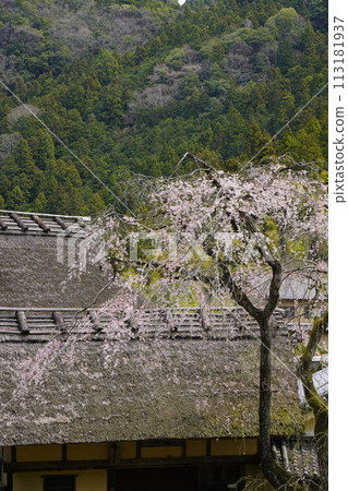 Kanao Imperial Palace, an old folk house surrounded by cherry blossoms Kanao Imperial Palace, an old folk house surrounded by cherry blossoms 113181937