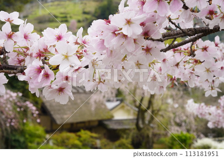 Kanao Imperial Palace, an old folk house surrounded by cherry blossoms 113181951