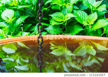 Rain chain with water tank in green garden Rain chain with water tank in green garden 113181957