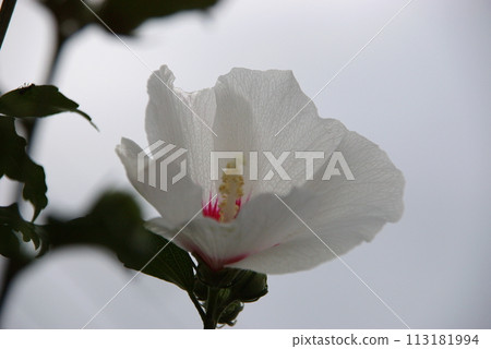 Hinomaru White Rose of Sharon 113181994
