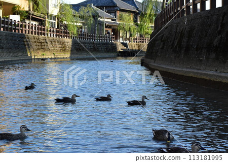 Waterbirds seen on a water village tour in the Little Edo town of Sawara, Katori City, Chiba Prefecture 113181995