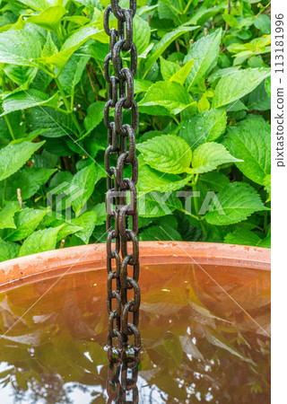 Rain chain with water tank in green garden Rain chain with water tank in green garden 113181996