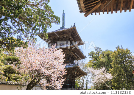 Dojoji Temple in full bloom with cherry blossoms Dojoji Temple in full bloom with cherry blossoms 113182328