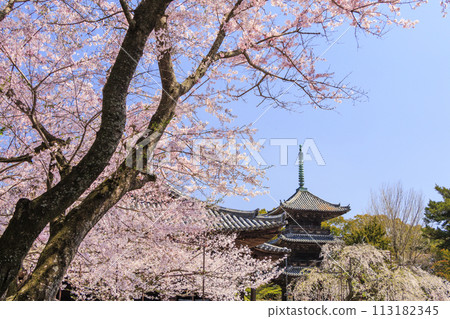 櫻花盛開的道成寺 113182345