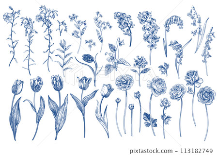 Set with spring and summer flowers. Garden plants. Illustration. Tulips, hyacinths, flax, ranunculus, hyacinthoides. Blue drawing. 113182749