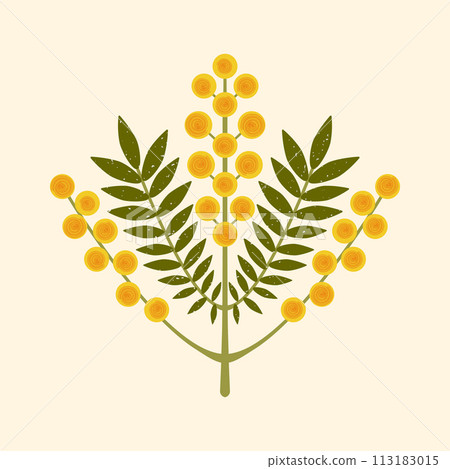 Geometric flower vector illustration. Modern symmetrical Mimosa branch with yellow flowers and leaves on pastel background. Australian Silver Wattle plant drawn in folk flat style with brush texture 113183015