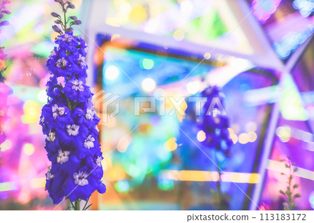 Blue Delphinium flowers blooming in the summer garden. 113183172