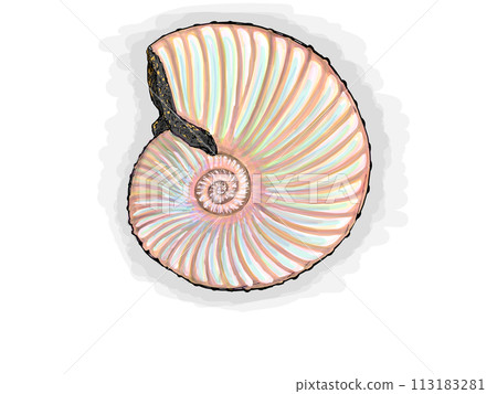 Ammonite fossil illustration 113183281