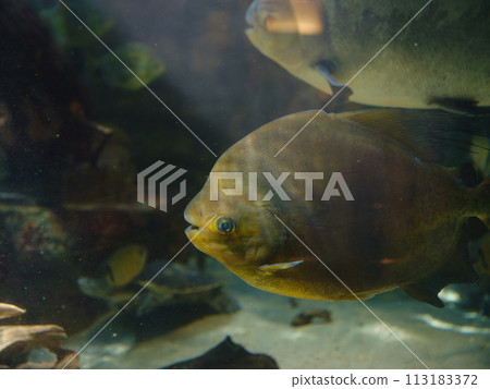 Tropical fish in aquarium, walk in Frankfurt Zoological garden, founded in 1858 and second oldest zoo in Germany Tropical fish in aquarium, walk in Frankfurt Zoological garden, founded in 1858 and second oldest zoo in Germany 113183372