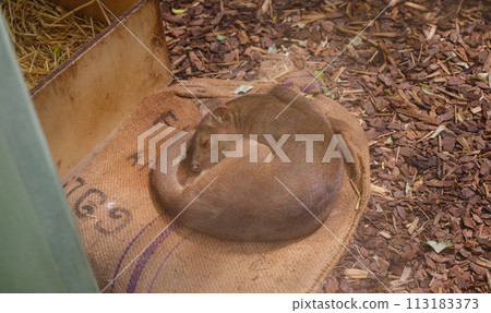 Sulawesi civet sleeps in its enclosure near the glass. walk in Frankfurt Zoological garden, founded in 1858 and second oldest zoo in Germany Sulawesi civet sleeps in its enclosure near the glass. walk in Frankfurt Zoological garden, founded in 1858 and second oldest zoo in Germany 113183373