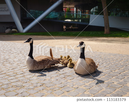 A family of Canada Geese grazing grass in city Frankfurt am Main, on bank of river in Frankfurt, spring time A family of Canada Geese grazing grass in city Frankfurt am Main, on bank of river in Frankfurt, spring time 113183379