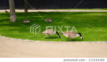A family of Canada Geese grazing grass in city Frankfurt am Main, on bank of river in Frankfurt, spring time A family of Canada Geese grazing grass in city Frankfurt am Main, on bank of river in Frankfurt, spring time 113183380